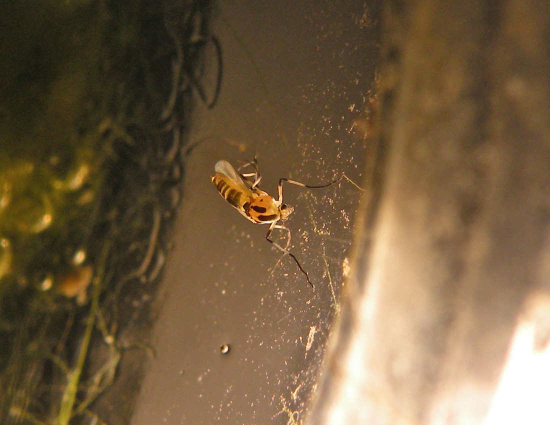 Dittero in barattolo: cfr. Chironomidae, femmina